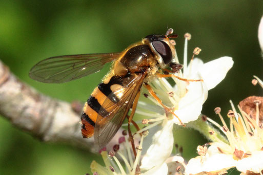 Gelbhaarige Wiesenschwebfliege - Epistrophe metanostoma; Blütenbesuch im Garten; eine der ca. 400 Schwebfliegenarten Mitteleuropas - nicht immer einfach auseinander zu halten; Danke für die Bestimmungshilfe im Diptera-Forum(G. Franke, 13.05.21, Spielberg)