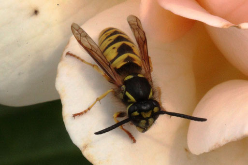 Gemeine Wespe - Vespula vulgaris; bei Spielberg (G. Franke, 06.09.2020)