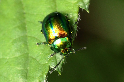 Prächtiger Blattkäfer - Chrysolina fastuosa; Streuobstwiese/ Brombeergebüsch südlich von Spielberg (G. Franke, 30.05.2022)