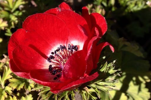 blühende Kronen-Anemone - Anemone coronaria; Garten bei Karlsbad-Spielberg - heimisch im Mittelmeerraum und bei uns kultiviert (G. Franke, 20.03.2021)