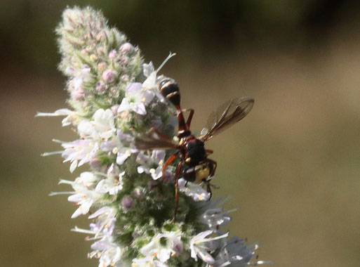 Helle Stieldickkopffliege - Physocephala vittata; Garten bei Spielberg (G. Franke, 27.07.2018)