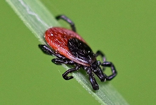 Gemeiner Holzbock - Ixodes ricinus; Waldwegrand bei Karlsbad-Spielberg (G. Franke, 21.05.2025)