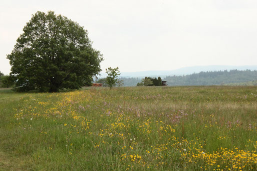 am Waldrand oberhalb von Völkersbach - für kurze und lange Wanderungen gibt es hier schöne Wege zwischen Völkersbach, Malsch und Freiolsheim (G. Franke, 15.05.2020)