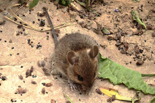 Feldmaus - Microtus arvalis; Streuobstwiesenrand zu Garten südlich von Spielberg (G. Franke, 28.05.2022)