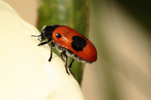 Ameisen-Sackkäfer bei Karlsbad-Spielberg (G. Franke, 12.06.2021)
