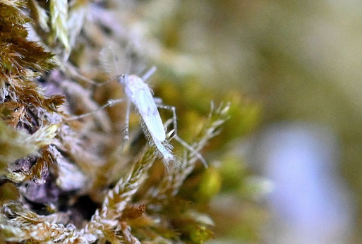 Büschelmücke der Gattung Chaoborus, ca. 3 mm lang - auf einem moosbewachsenen Baumstamm (G. Franke, 18.08.2025; Karlsbad-Spielberg)