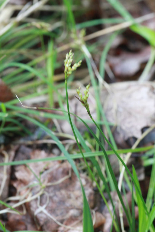 Vogelfuß-Segge (Carex ornithopoda) an einem Waldwegrand im Auwald bei Karlsruhe