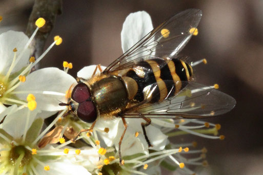Behaarte Schwebfliege - Syrphus torvus; Streuobstwiese an Gehölzstreifen (G. Franke, 12.04.2022)