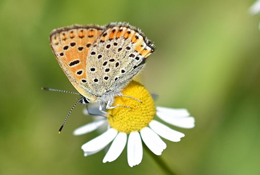 Brauner Feuerfalter auf der Echten Kamille - naturnaher Garten bei Karlsbad-Spielberg (G. Franke, 29.05.2026)