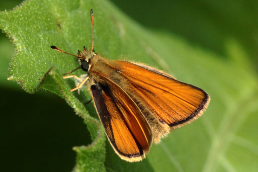 Schwarzkolbiger Braun-Dickkopffalter - Thymelicus lineolus, bei Karlsbad  (G. Franke)