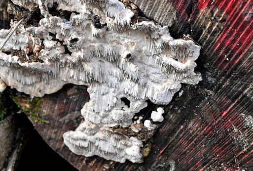 Großporige Datronie - Cerioporus mollis; an Altholzstapel (Laubholz) bei Karlsbad-Spielberg (G. Franke, 27.01.2026)