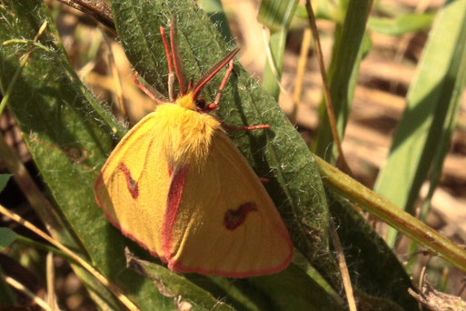 Rotrandbär, männlich - Diacrisia sannio; Streuobstwiese bei Spielberg (G. Franke, 30.07.2022)