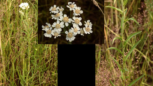 Sumpf-Schafgarbe - Achillea ptarmica; Streuobstwiese südwestlich von Spielberg (G. Franke, 25.06.2022)