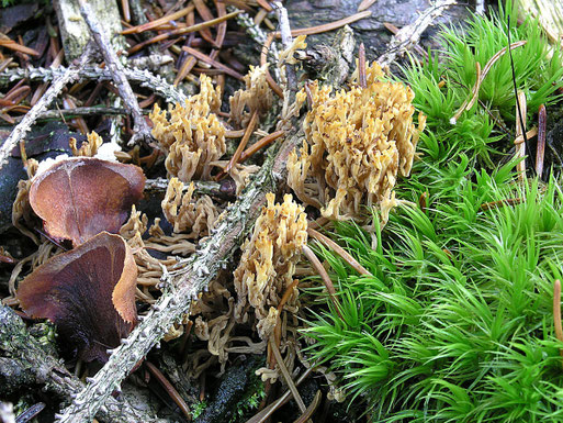 B. Miggel