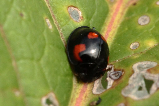 Vierfleckiger Kugel-Marienkäfer - Exochomus quadripustulatus; ein kleiner Winzling von 3 - 4 mm, nicht sehr häufig zu sehen - bei Karlsbad-Spielberg (G. Franke, 01.10.2020)