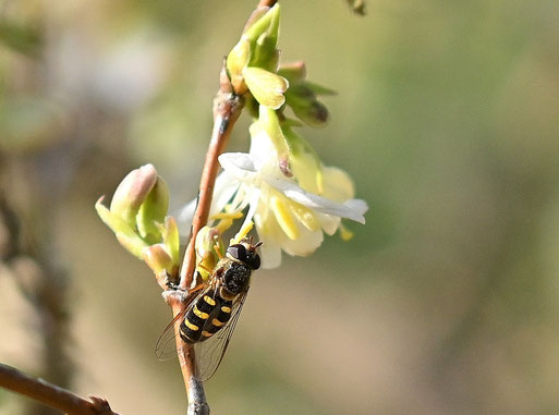 Mondfleck-Schwebfliege - Lapposyrphus lapponicus; Garten bei Karlsbad-Spielberg (G. Franke, 26.02.2026)