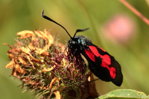 Sumpfhornklee-Widderchen - Zygaena trifolii, selten - Rote Liste 3 (gefährdet);  Streuobstwiese südlich von Spielberg (G. Franke, 09.06.2022)
