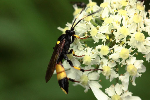 Gelbschwarze Schlupfwespe - Ichneumon stramentor; unterhalb der Teufelsmühle bei Loffenau (G. Franke, 12.05.2020)