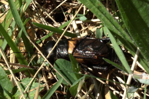 Feldgrille - Gryllus campestris; Streuobstwiese südlich von Spielberg - schwer zu entdecken (G. Franke, 23.06.2022)