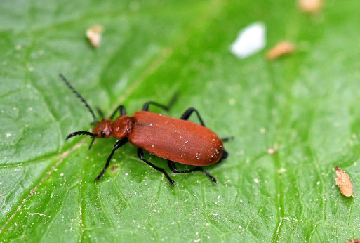 Rotköpfiger Feuerkäfer - Pyrochroa serraticornis; bei Karlsbad-Spielberg (G. Franke, 05.05.2026)
