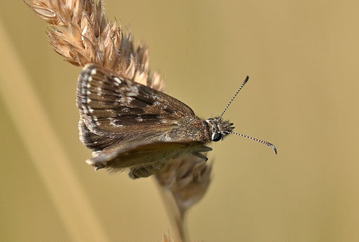 Kronwicken-Dickkopffalter - Erynnis tages; Wiese bei Karlsbad-Spielberg - Rote Liste Deutschland und Baden-Württemberg, Kategorie V = Vorwarnstufe (G. Franke, 26.06.2026)