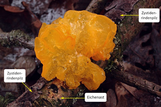 Foto: G. Franke - Hinweise: B. Miggel