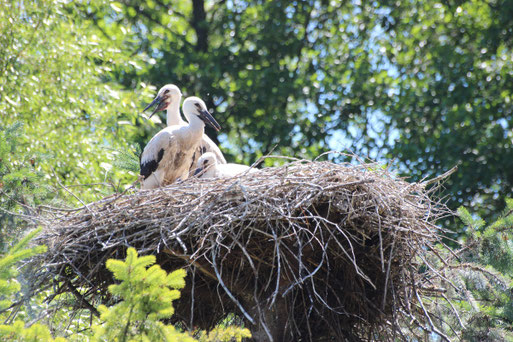 Storchennest mit Jungstörchen (Foto: E. Keßler)