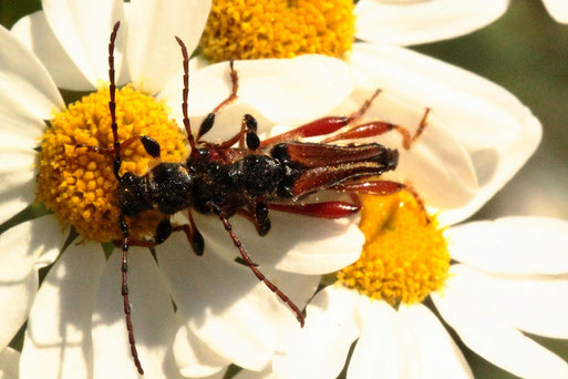 Braunroter Spitzdeckenbock - Stenopterus rufus;  Garten bei Spielberg (G. Franke, 12.06.2020)