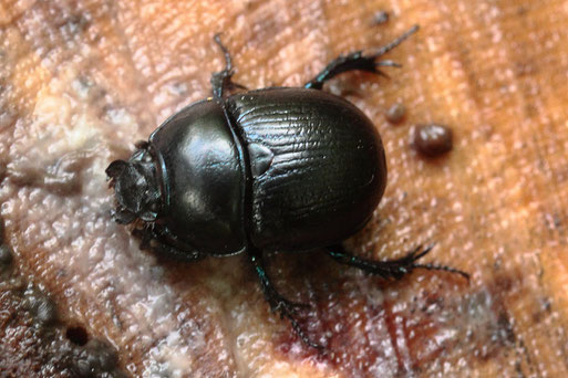 Waldmistkäfer - Anoplotrupes stercorosus; Waldwegrand auf einem Baumstumpf bei Ittersbach (G. Franke, 15.06.2019)