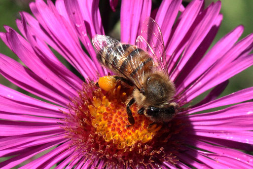 Honigbiene auf einer Asternblüte - Garten bei Spielberg (G. Franke, 08.09.2022)