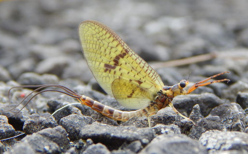 Dänische Eintagsfliege - Ephemera danica (Foto: Sonja Klein, naturgucker.de 2019)