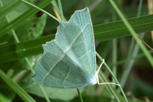 Perlglanzspanner - Campaea margaritaria; am Waldrand bei Karlsbad-Auerbach (G. Franke, 25.08.2021)
