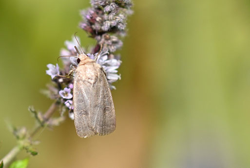 Graubraune Staubeule - Hoplodrina blanda; Garten bei Karlsbad-Spielberg (G. Franke, 07.08.2025) vielen Dank für die Bestimmungshilfe bei iNaturalist