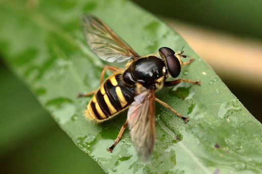 Große Torfschwebfliege - Sericomyia silentis, männlich, im Talgrund am Waldwegrand zwischen Diebswiesen und Ittersbach; Hinterleibsende gelb, Fühlerborsten lang gefiedert, schwarzes, glänzendes  Mesonotum gelb behaart, ca. 15 mm  (G. Franke, 31.08.2021)