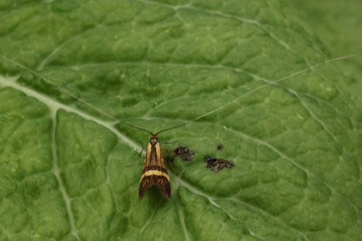 De Geers Langhornfalter - Nemophora deegerella; Waldweg in Karlsbad (G. Franke, 28.05.2019)