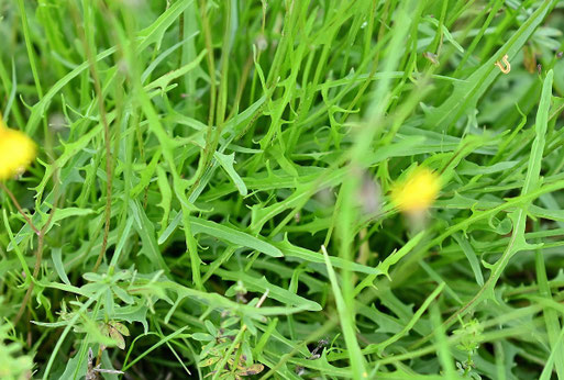 Herbst-Löwenzahn - Teil der Blattrosette (G. Franke, 02.08.2025)