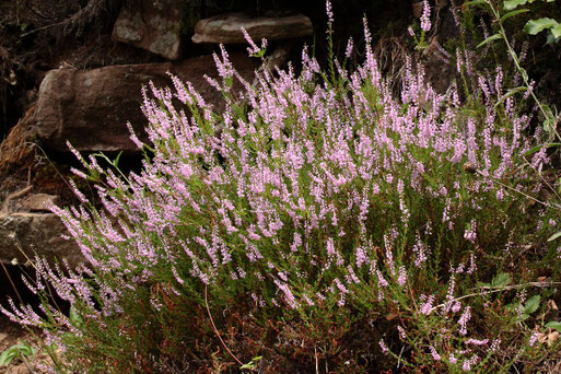 Heidekraut in voller Blüte am Eyachtalhang (Gerold Franke, 11.08.2019)