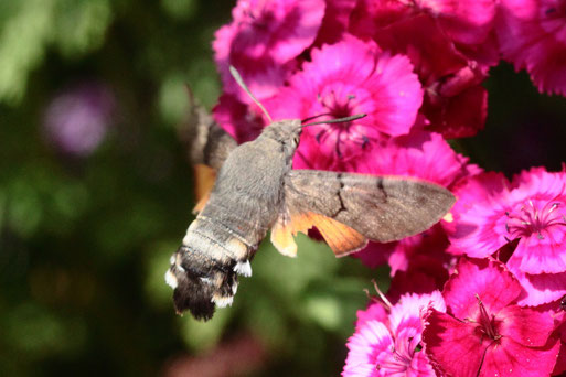 Taubenschwänzchen an den Blüten der Bartnelke - Karlsbad-Spielberg, gehört zur Familie der Schwärmer und ist als Wanderfalter in fast ganz Europa bekannt; das Flugverhalten ähnelt dem eines Kolibris (G. Franke, 21.06.2019)