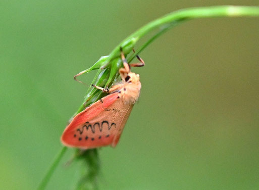Rosen-Flechtenbärchen am Waldwegrand zwischen Ittersbach und Pfaffenrot (G. Franke, 03.06.2026)