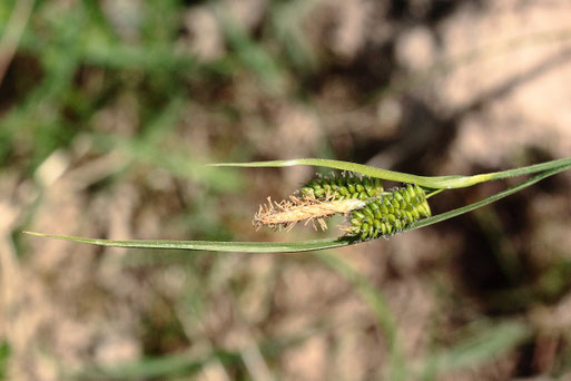 Bleiche Segge - Carex pallescens; Wiese bei Karlsbad-Spielberg (G. Franke, Mai 2022)