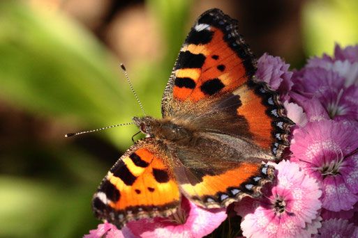 Kleiner Fuchs - Aglais urticae; Garten bei Spielberg (G. Franke) bevorzugt offenes Gelände