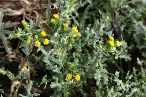 Gewöhnliches Greiskraut - Senecio vulgaris; Ackerrand zwischen Langensteinbach und Auerbach; häufig (G. Franke, 04.02.2021)