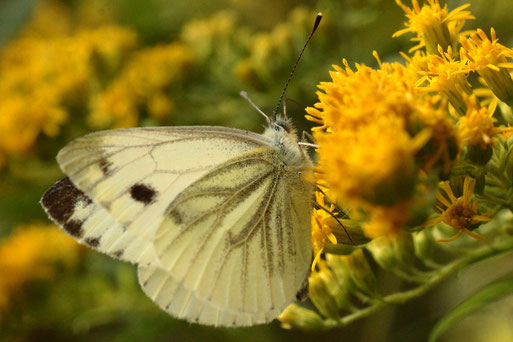 Grünader-Weißling (Raps-Weißling) - Pieris napi, bei Karlsbad (G. Franke) Raupen leben an Kreuzblütengewächsen