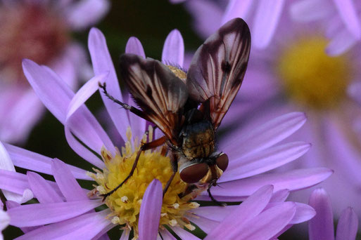 Breitflügelige Raupenfliege - Ectophasia crassipennis; Garten bei Spielberg (G. Franke, 07.10.2021)