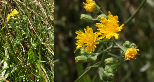 Kleinköpfiger Pippau - Crepis capillaris; Streuobstwiese südlich von Spielberg (G. Franke, 19.06.2022)