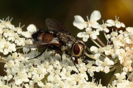 Rotgefleckte Raupenfliege - Eriothrix rufomaculatus; Streuobstwiesenrand südlich von Spielberg (G. Franke, 09.07.2022)