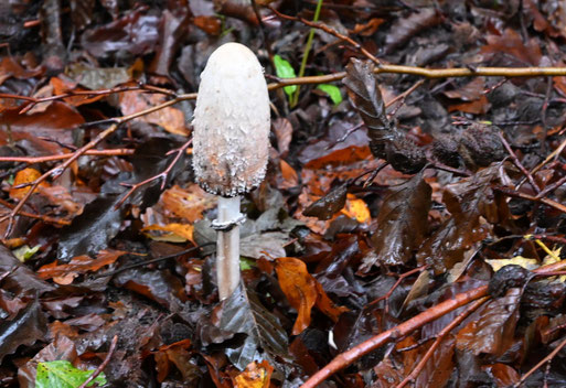 Schopftintling - Coprinus comatus; Waldwegrand zwischen Langenalb und Pfaffenrot (G. Franke, 29.10.2023) Pilz des Jahres 2024