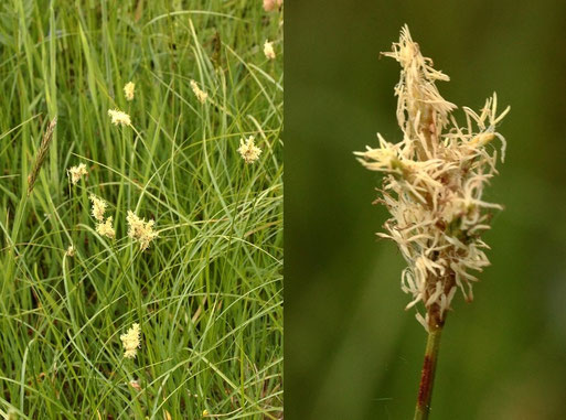 Zittergras-Segge - Carex brizoides; Streuobstwiese südwestlich von Spielberg - Waldrandnähe (G. Franke, 12.05.2022)