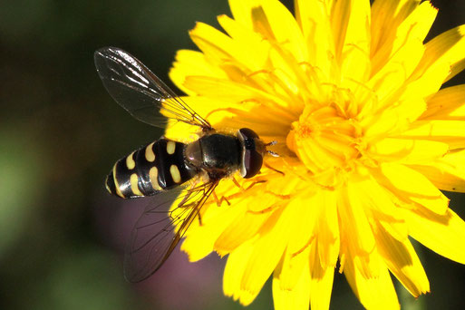 Bogenader-Lappenschwebfliege (Mondfleck-Schwebfliege) - Lapposyrphus lapponicus (Eupeodes lapponicus); Streuobstwiese südlich von Spielberg (G. Franke, 19.07.2022)