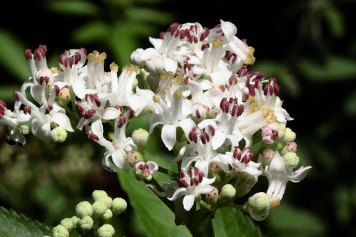 Blütenstand vom Zwerg-Holunder - Sambucus ebulus; am Standort ca. 1,2  - 1,4 m hoch - Waldwegrand zwischen Ittersbach und Langensteinbach (G. Franke, 17.07.2020)